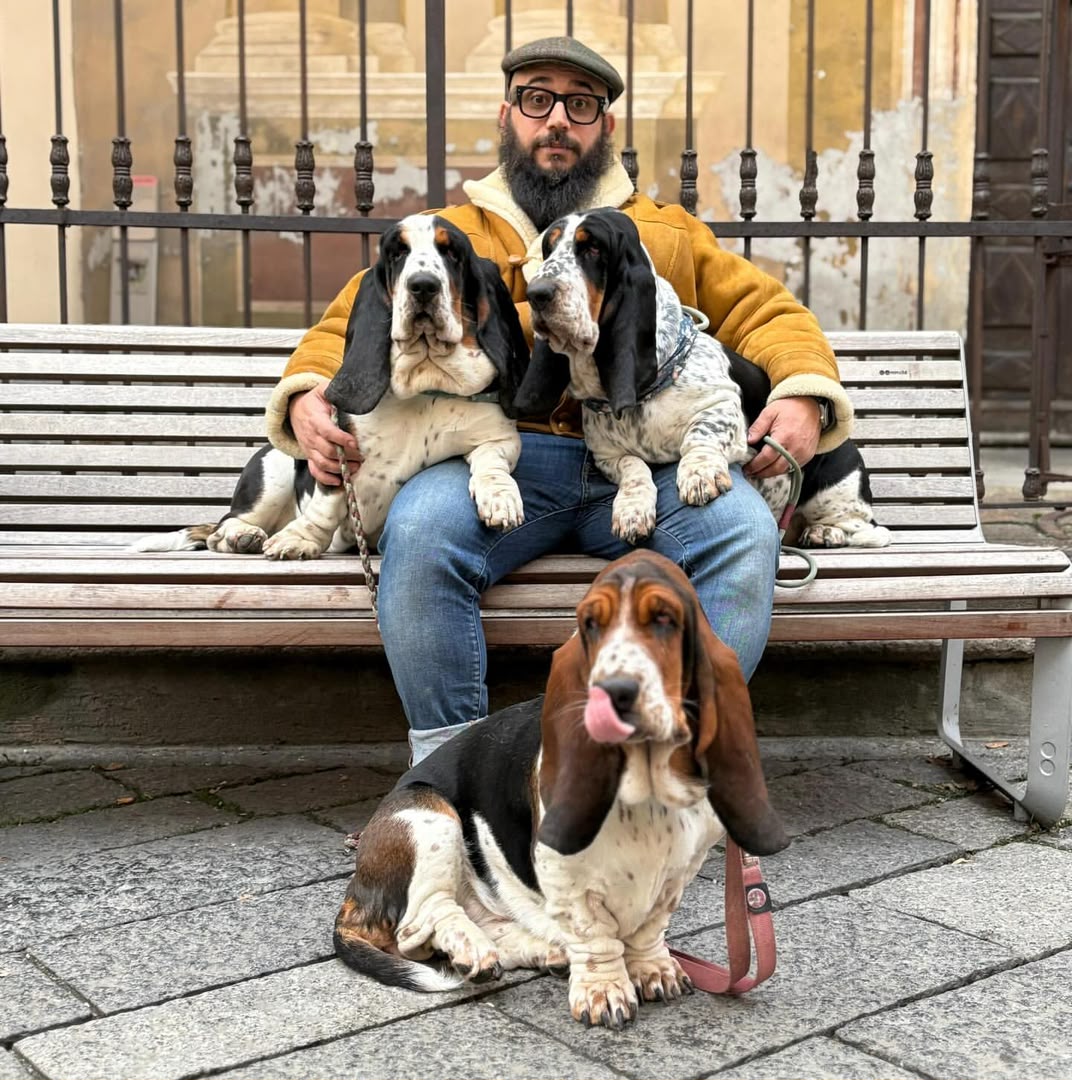 Basset Hound puppies together