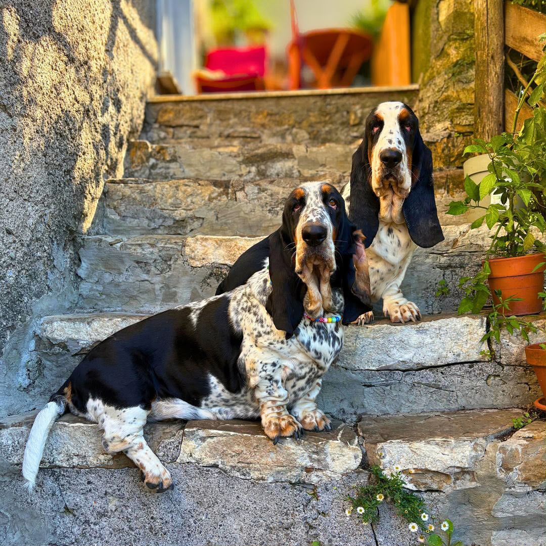 Two Basset Hounds sitting together on stone steps