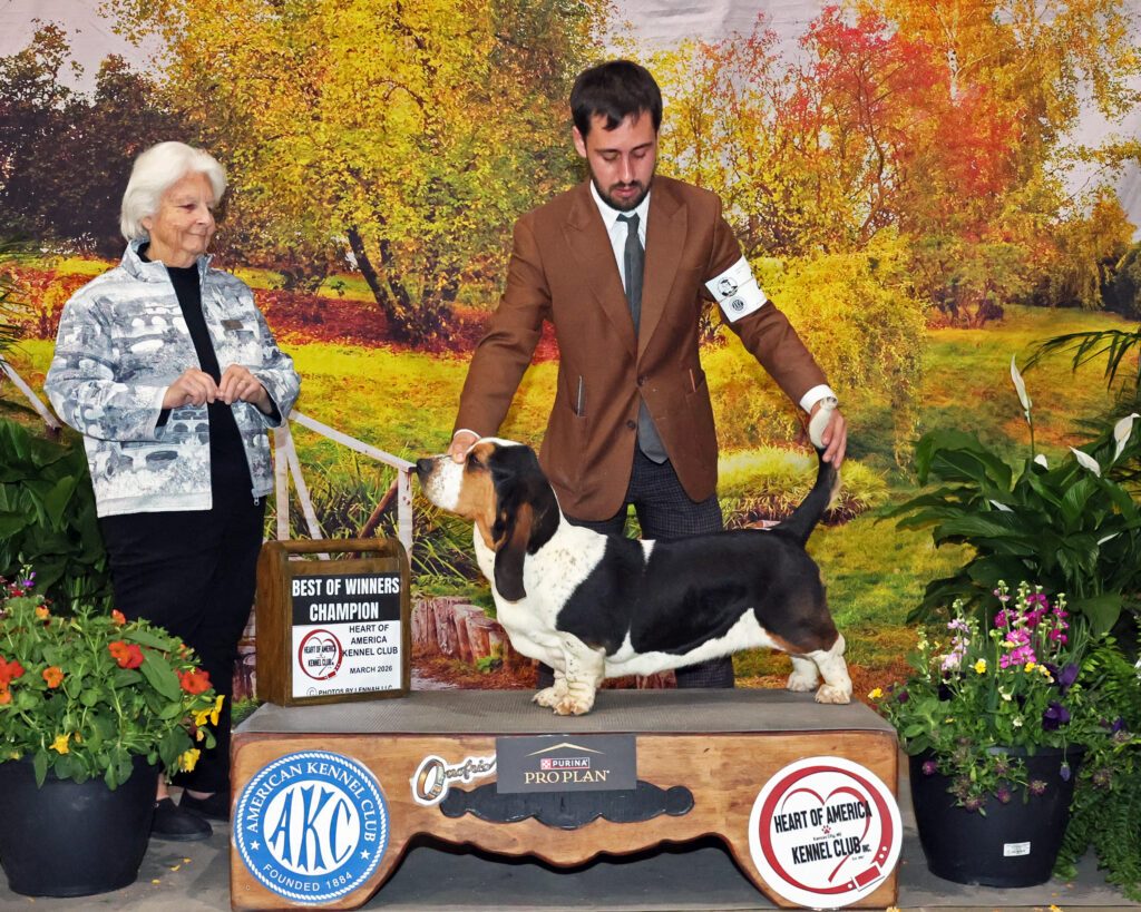 Bassethound Total Eclipse of the Heart at an AKC championship show