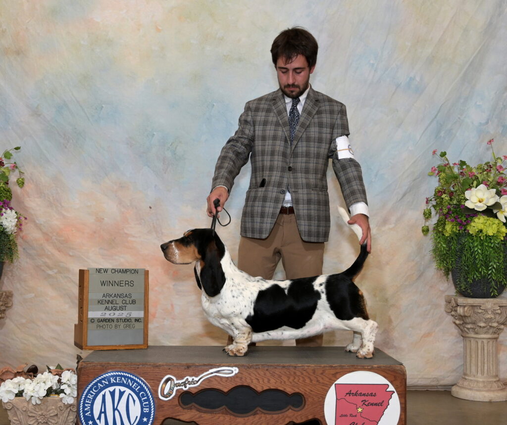 Champion Basset Hound Klarissa with her handler at a show