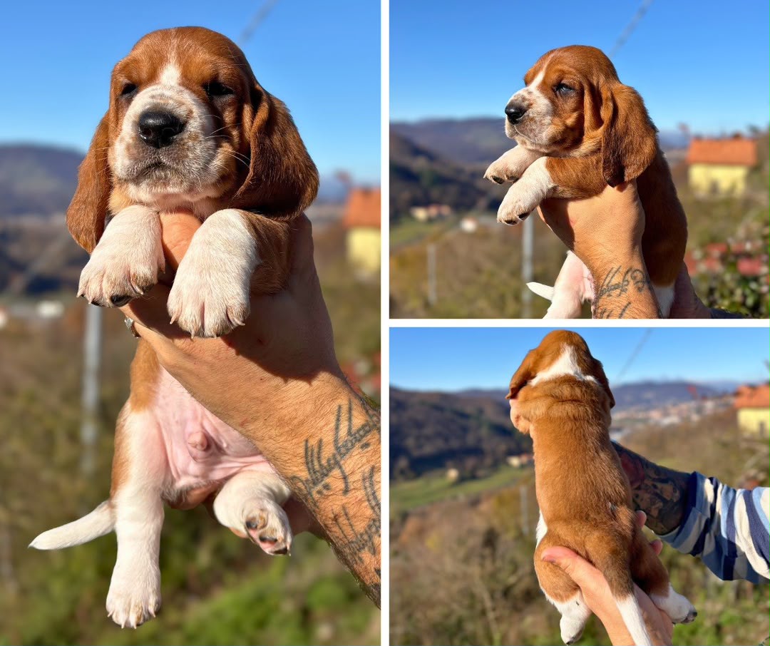 Red and white Basset Hound puppy with long ears