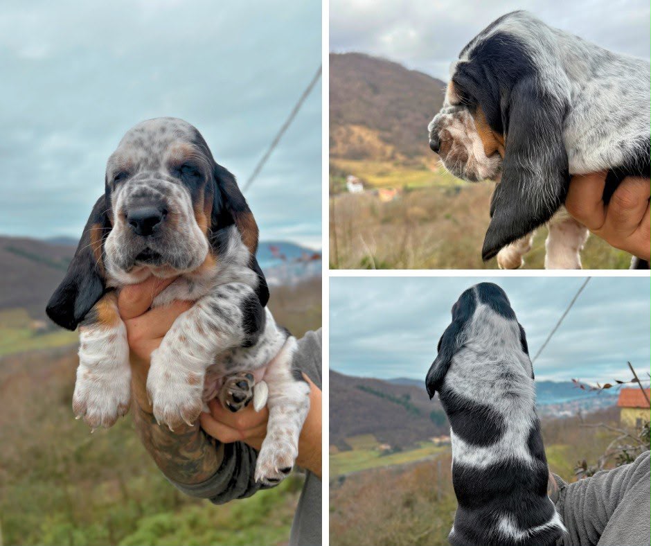 Mottled tricolor Basset Hound puppy with long ears
