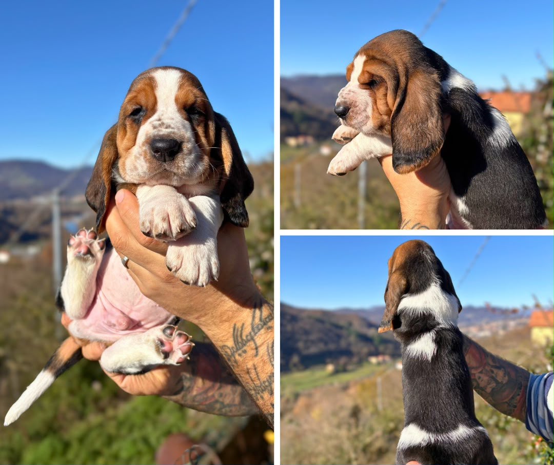 Classic tricolor Basset Hound puppy with long ears